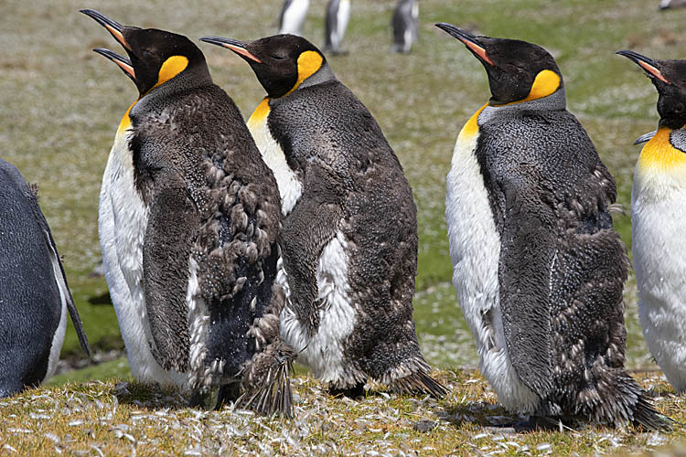 King Penguin (Aptenodytes patagonicus)