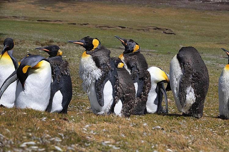 King Penguin (Aptenodytes patagonicus)