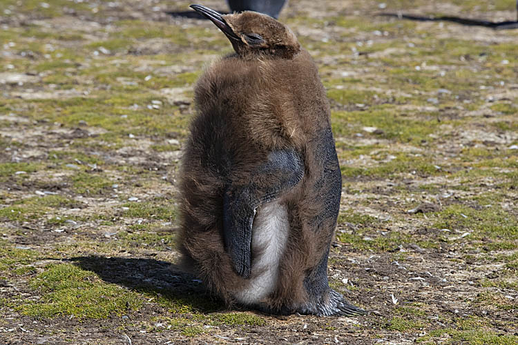 King Penguin (Aptenodytes patagonicus)