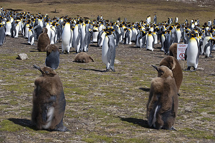 King Penguin (Aptenodytes patagonicus)