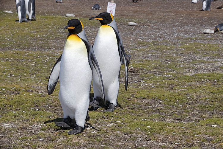 King Penguin (Aptenodytes patagonicus)