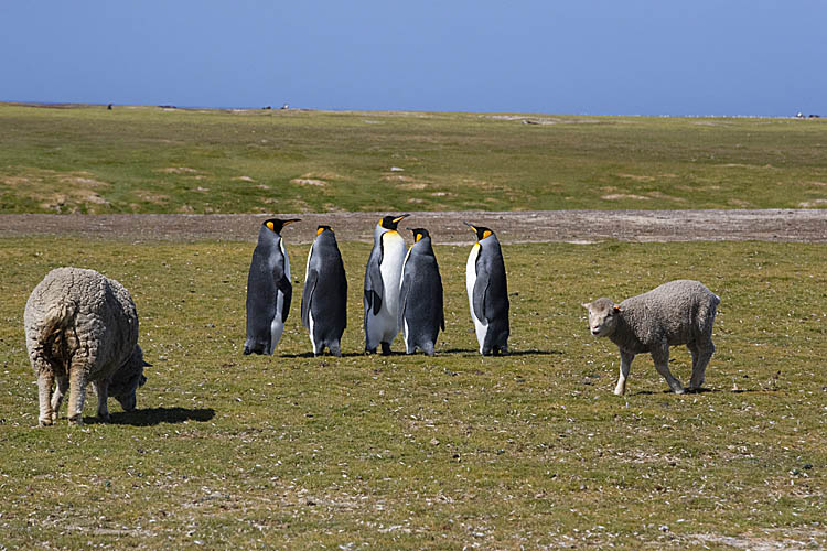 King Penguin (Aptenodytes patagonicus)