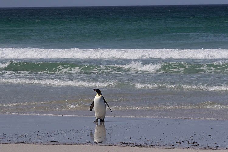 King Penguin (Aptenodytes patagonicus)