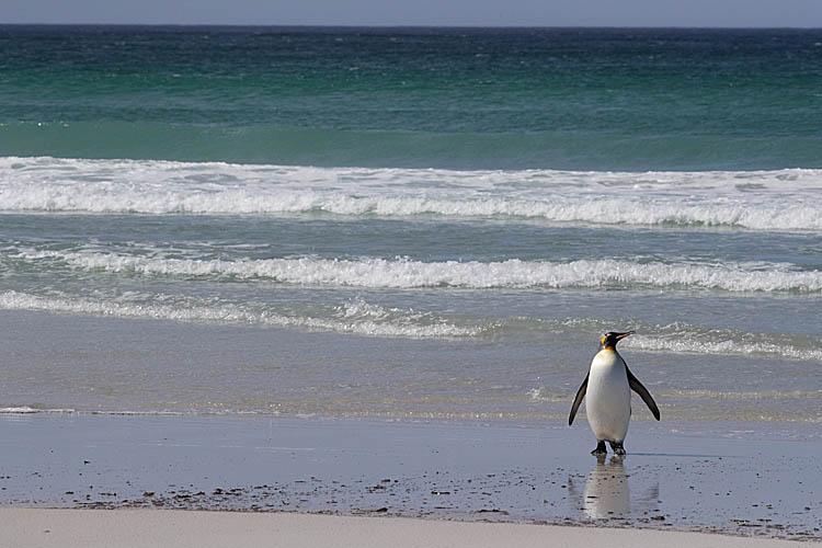 King Penguin (Aptenodytes patagonicus)