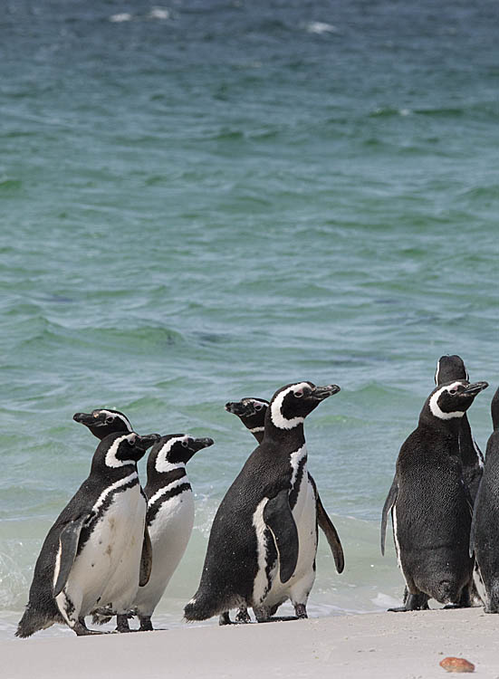 Magellanic Penguin (Spheniscus magellanicus)