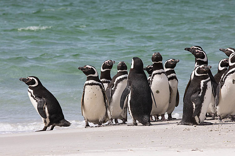 Magellanic Penguin (Spheniscus magellanicus)