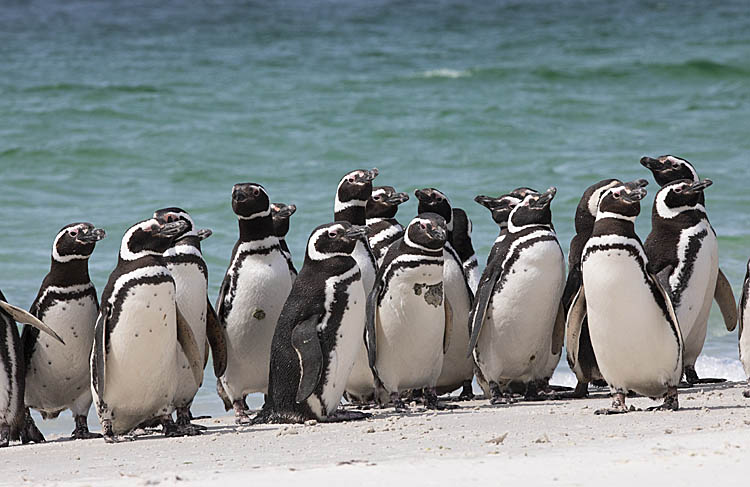 Magellanic Penguin (Spheniscus magellanicus)