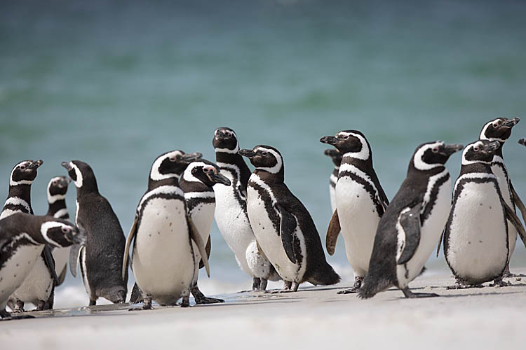 Magellanic Penguin (Spheniscus magellanicus)