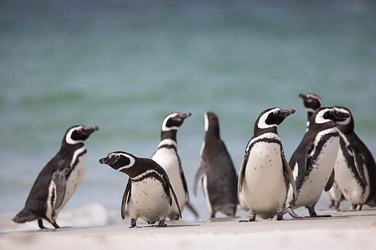 Magellanic Penguin (Spheniscus magellanicus)