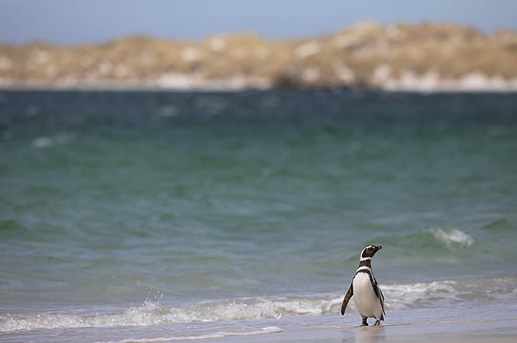 Magellanic Penguin (Spheniscus magellanicus)