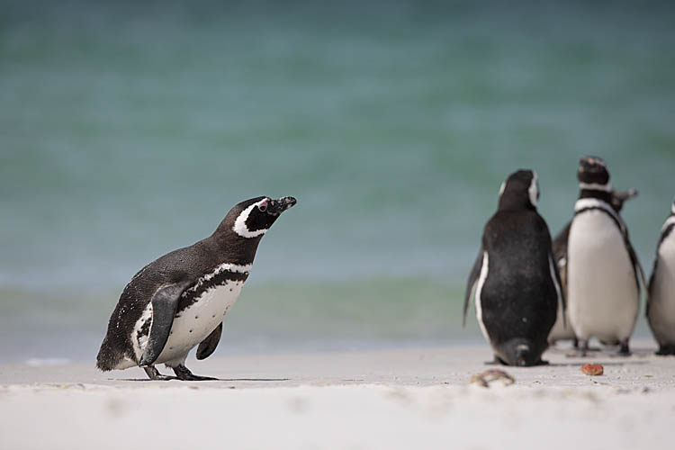 Magellanic Penguin (Spheniscus magellanicus)