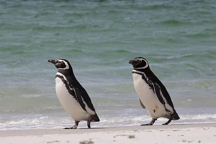 Magellanic Penguin (Spheniscus magellanicus)