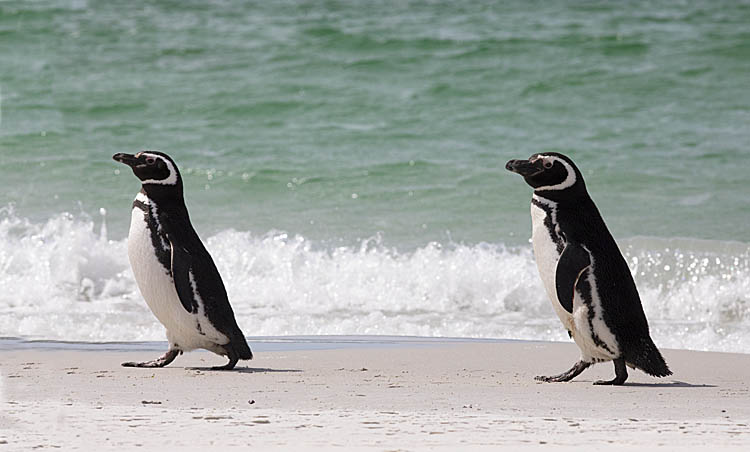 Magellanic Penguin (Spheniscus magellanicus)