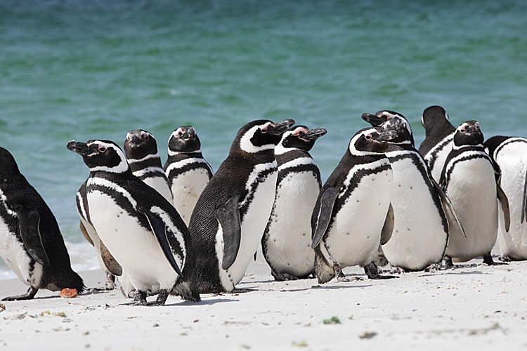 Magellanic Penguin (Spheniscus magellanicus)