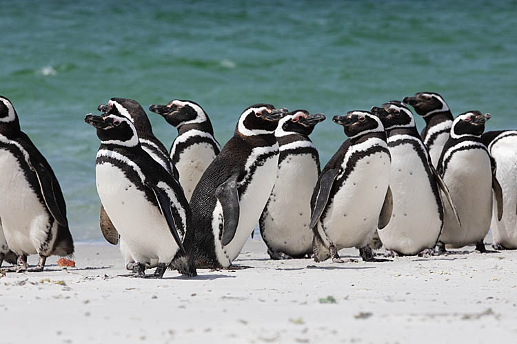 Magellanic Penguin (Spheniscus magellanicus)