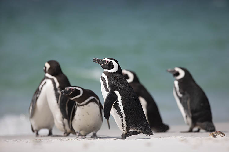 Magellanic Penguin (Spheniscus magellanicus)