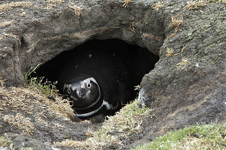 Magellanic Penguin (Spheniscus magellanicus)