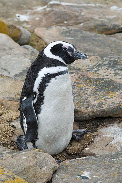 Magellanic Penguin (Spheniscus magellanicus)