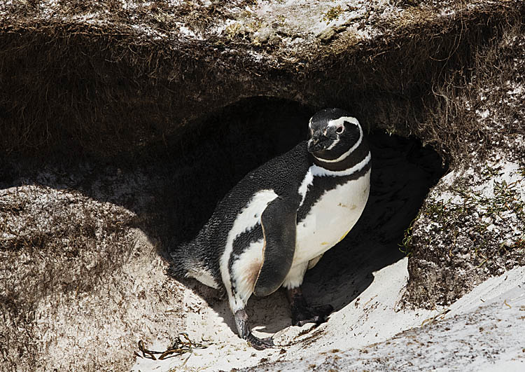 Magellanic Penguin (Spheniscus magellanicus)