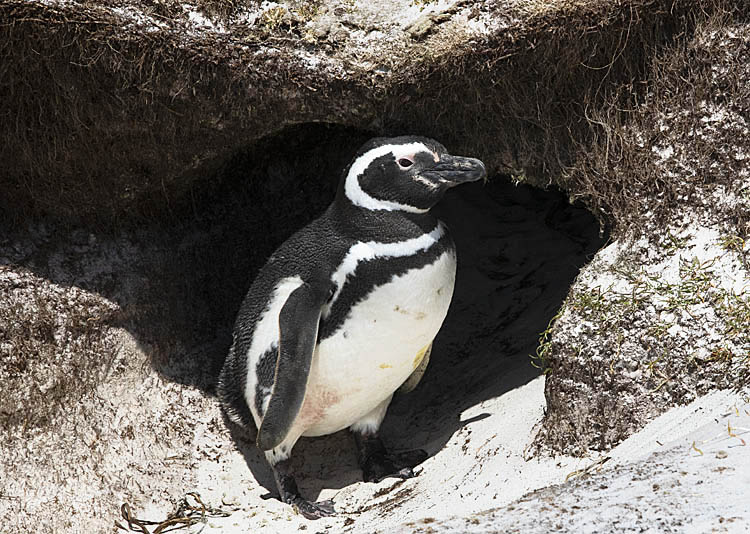 Magellanic Penguin (Spheniscus magellanicus)