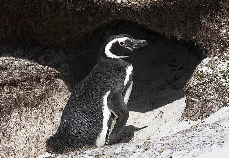 Magellanic Penguin (Spheniscus magellanicus)