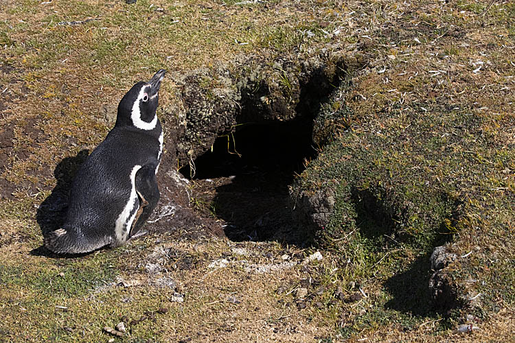 Magellanic Penguin (Spheniscus magellanicus)