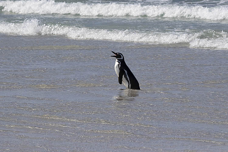 Magellanic Penguin (Spheniscus magellanicus)