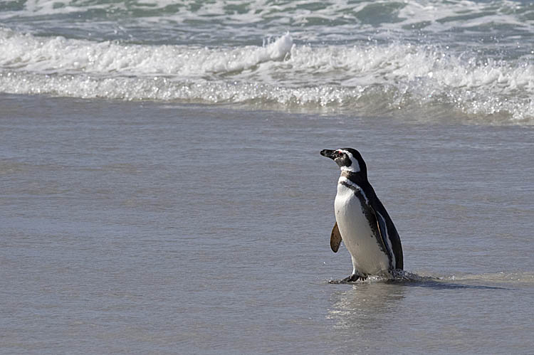 Magellanic Penguin (Spheniscus magellanicus)