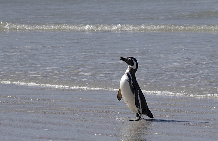 Magellanic Penguin (Spheniscus magellanicus)