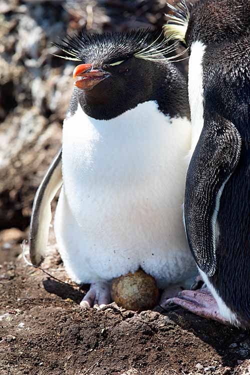 Rockhopper Penguin (Eudyptes chrysocome)