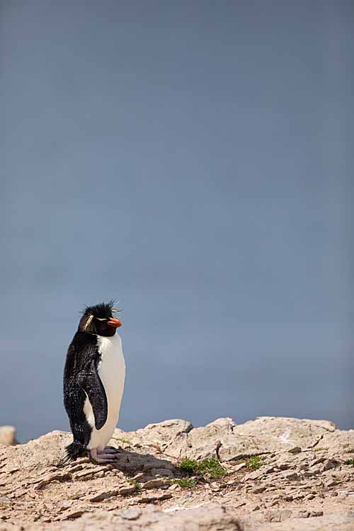 Rockhopper Penguin (Eudyptes chrysocome)