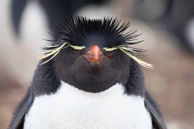 Rockhopper Penguin (Eudyptes chrysocome)