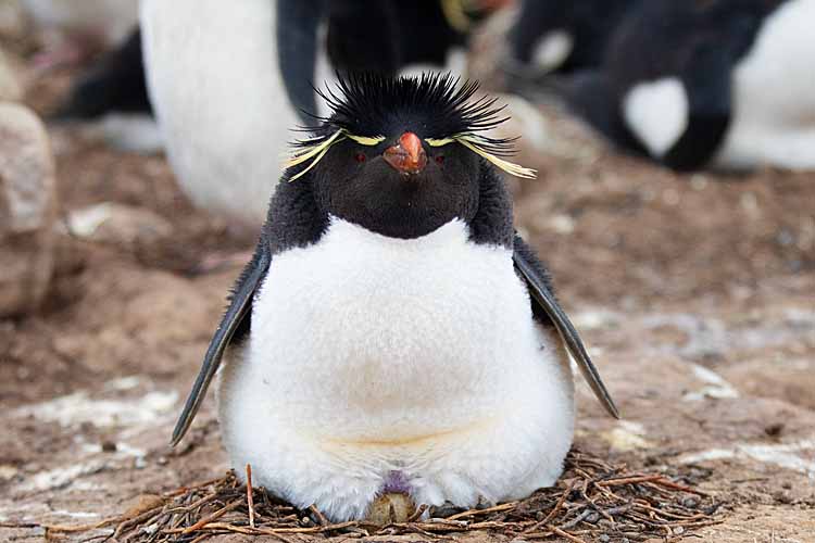 Rockhopper Penguin (Eudyptes chrysocome)