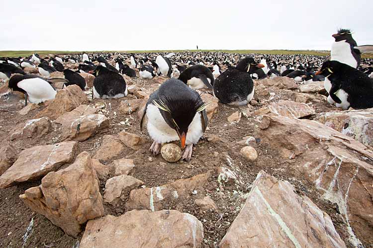 Rockhopper Penguin (Eudyptes chrysocome)