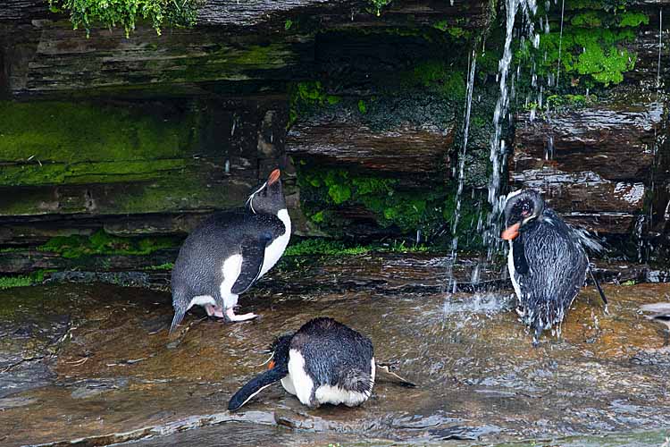 Rockhopper Penguins (Eudyptes chrysocome)