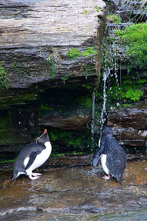 Rockhopper Penguin (Eudyptes chrysocome)