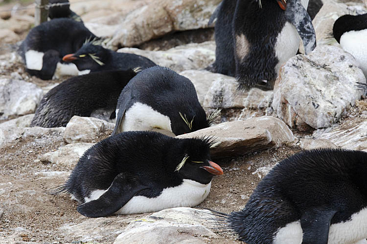 Rockhopper Penguin (Eudyptes chrysocome)