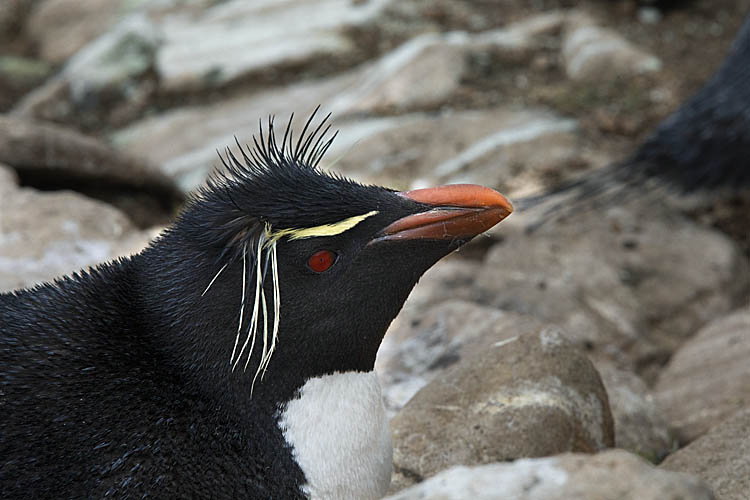 Rockhopper Penguin (Eudyptes chrysocome)