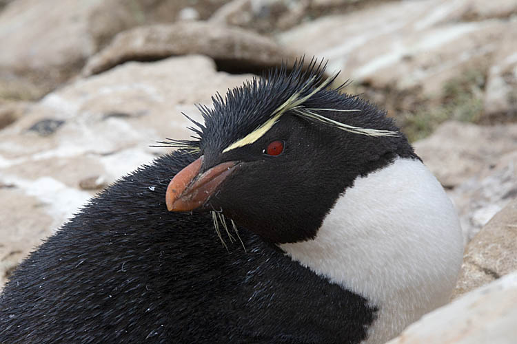 Rockhopper Penguin (Eudyptes chrysocome)