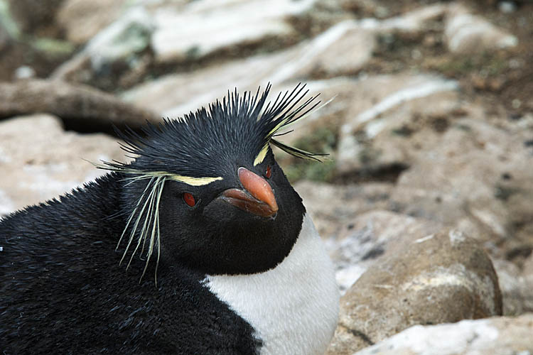 Rockhopper Penguin (Eudyptes chrysocome)