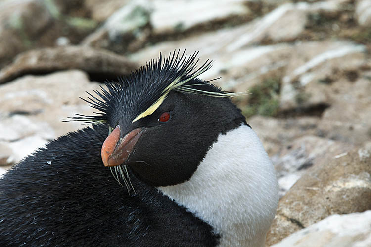 Rockhopper Penguin (Eudyptes chrysocome)