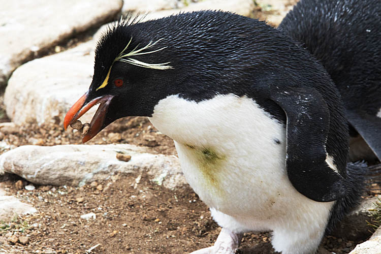 Rockhopper Penguin (Eudyptes chrysocome)