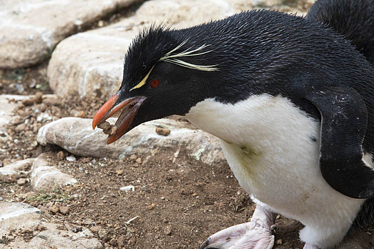 Rockhopper Penguin (Eudyptes chrysocome)