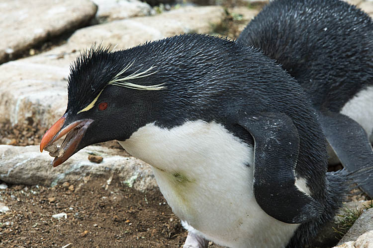 Rockhopper Penguin (Eudyptes chrysocome)