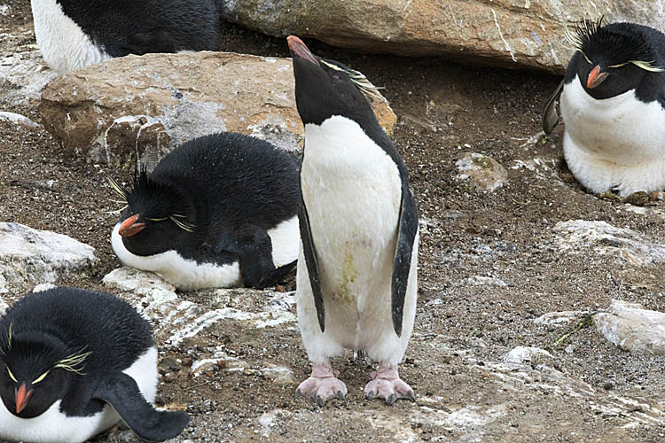 Rockhopper Penguin (Eudyptes chrysocome)