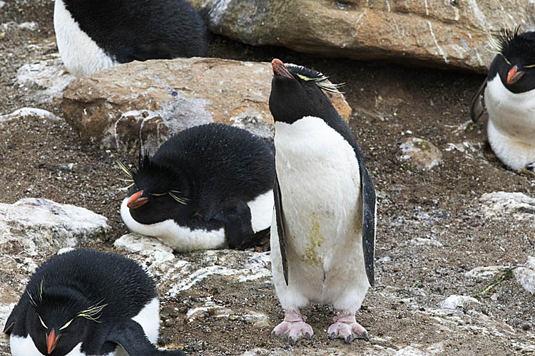 Rockhopper Penguin (Eudyptes chrysocome)