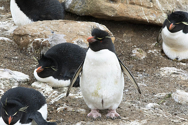 Rockhopper Penguin (Eudyptes chrysocome)