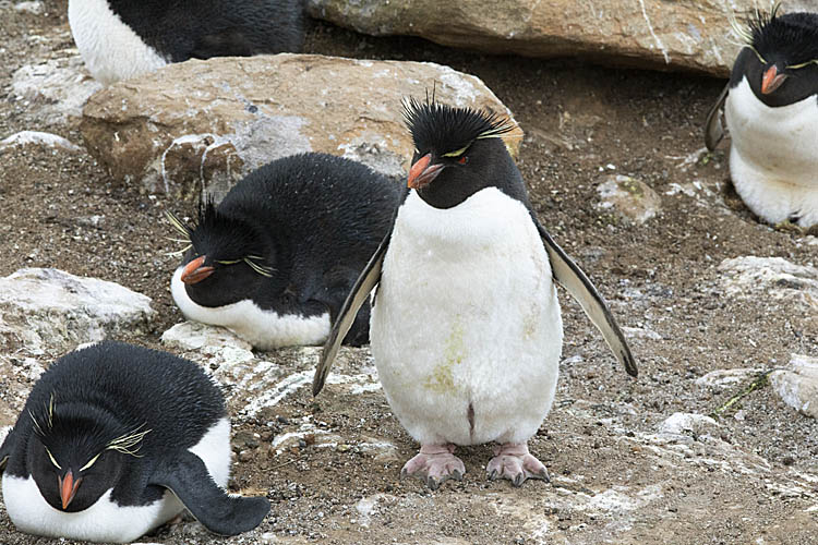 Rockhopper Penguin (Eudyptes chrysocome)