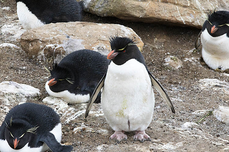 Rockhopper Penguin (Eudyptes chrysocome)