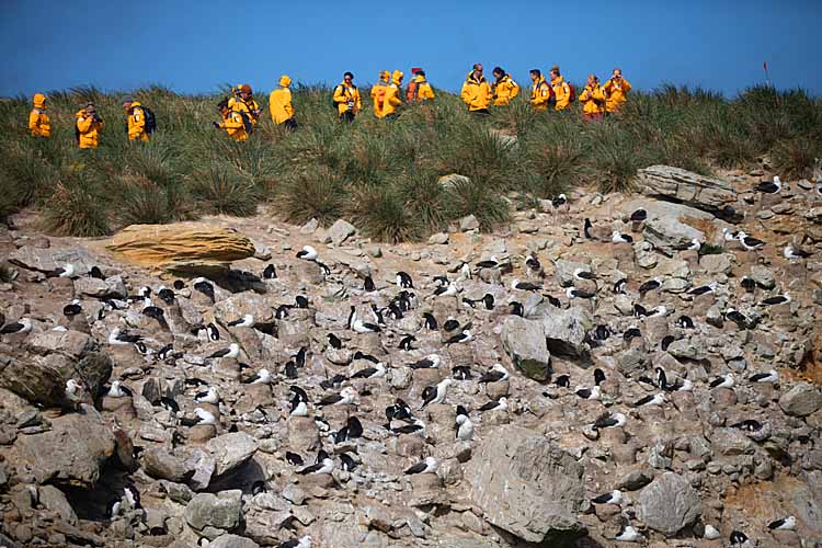 Tourists on South Georgia Island viewing nesting colony of  Gentoo Penguins (Pygoscelis papua)